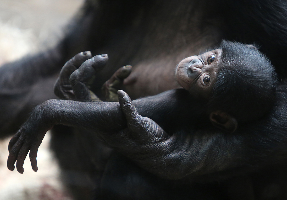 zoobabies  April 29, 2014  Belle, a baby Bonobo, sits with her mother, Lisa, at the Cincinnati Zoo and Botanical Gardens on Tuesday, April 29, 2014.  Lots of baby animals are currently on display at the zoo.  The Enquirer/Leigh Taylor