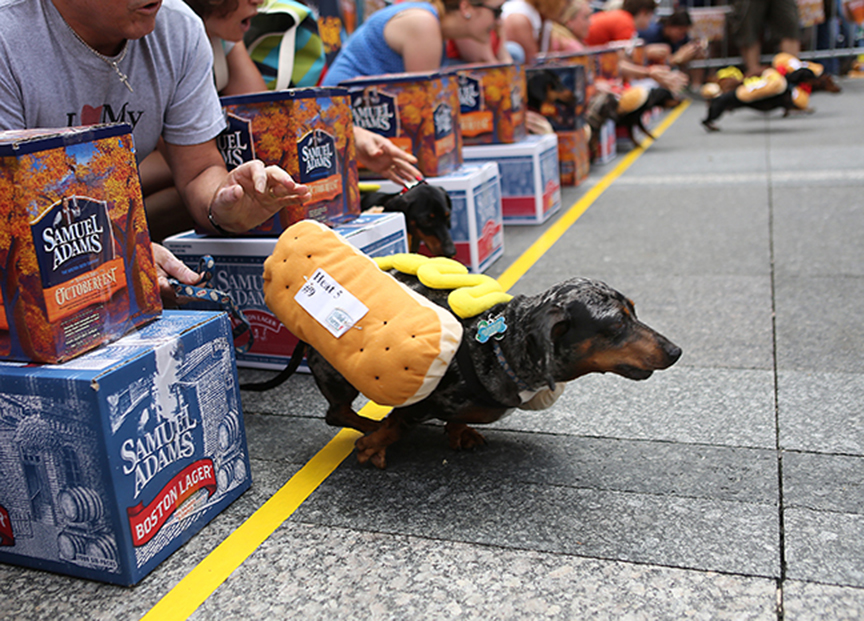 weinerdograce  September 20, 2013  Pipi takes off from the starting line during the HIllshire Farm Running of the Weiners on Fountain Square to kickoff Oktoberfest-Zinzinnati on Friday, September 20, 2013.    One hundred dachshunds raced to be crowned the winning wiener at the seventh-annual event.  Each dachshund, outfitted in their provided hot dog bun costume, ran approximately 75 feet in heats of ten to their owners at the opposite end.  The winning dog was Mitzi.  The Enquirer/Leigh Taylor