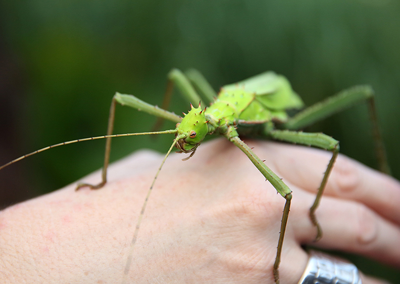 A stick insect from Malaysia is on display at Zoofari at the Cincinnati Zoo and Botanical Gardens on Friday, September 14, 2018.  Zoofari is the Cincinnati Zoo’s premier party with a purpose, complete with delightful libations, dinner-by-the-bite from 65 remarkable restaurants, wild animal encounters, high energy entertainment and dancing under the northern lights.  Zoofari attracts over 2,300 guests and raises integral support for the Zoo’s initiatives.