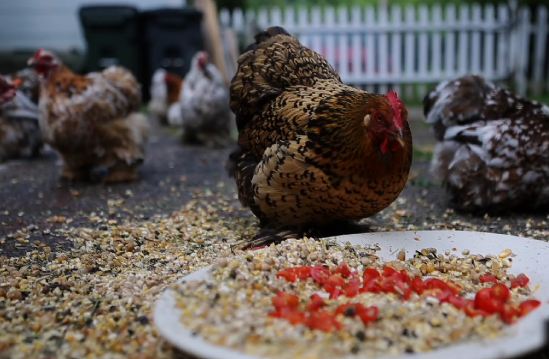 A Silverton resident describes why she loves her chickens.